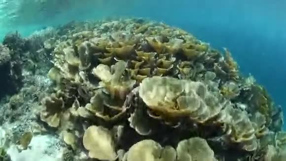 拉贾安帕特的脆弱珊瑚视频的预览图