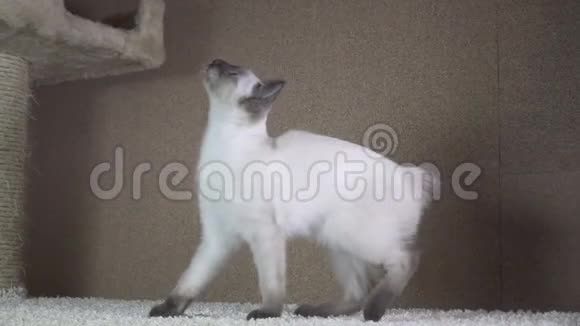 幼猫小猫暹罗东方集团湄公河雪橇视频的预览图