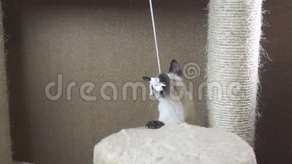 幼猫小猫暹罗东方集团湄公河雪橇视频的预览图