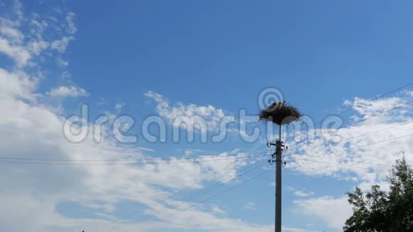 站在天空背景下的支柱高压电力线上的巢中视频的预览图
