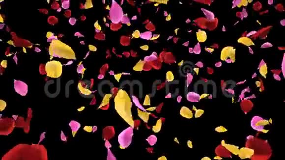 飘扬浪漫充满活力的玫瑰花瓣飘落阿尔法孤立环视频的预览图