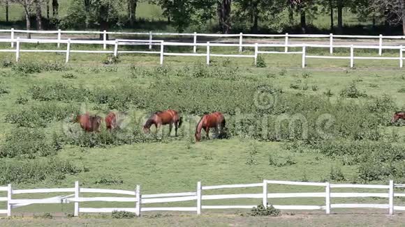 在畜栏里的马视频的预览图
