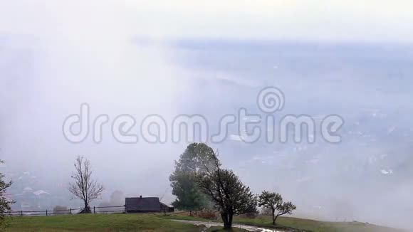 雾状秋林视频的预览图