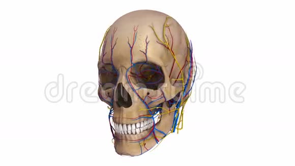 带有韧带血管和神经的人头骨视频的预览图