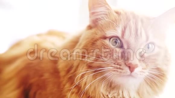 棕猫红猫金鸡视频的预览图