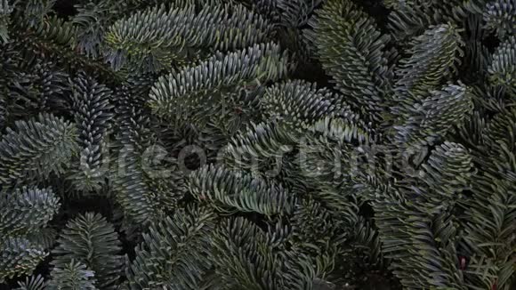 圣诞节背景与常绿树视频的预览图
