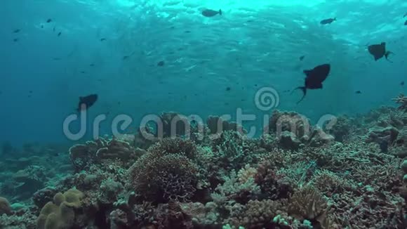 珊瑚礁与一个学校的大眼睛树4k视频的预览图