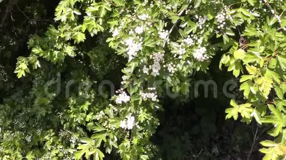 林园春花视频的预览图