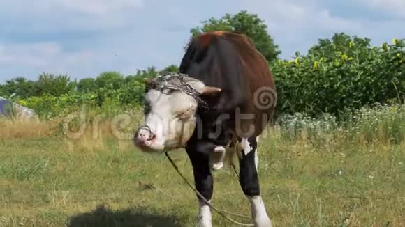 美丽的灰白色公牛在草地上吃草视频的预览图