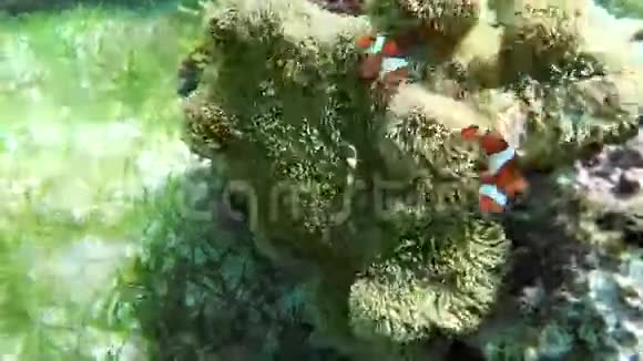海葵和小丑鱼视频的预览图