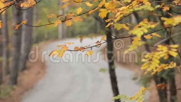 秋初穿过林地的蜿蜒路视频的预览图
