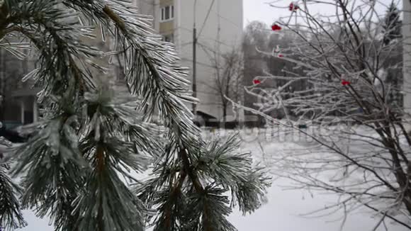 俄罗斯莫斯科冰雪覆盖的树木视频的预览图