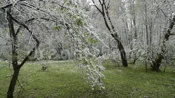 天气变化后树木和草地上长满了白雪视频的预览图