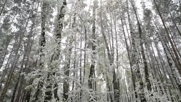 天气变化后树木和草地上长满了白雪视频的预览图