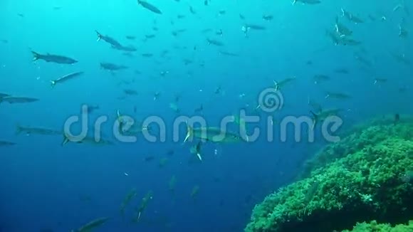 在西班牙马洛卡潜水巴拉库达斯浅滩视频的预览图