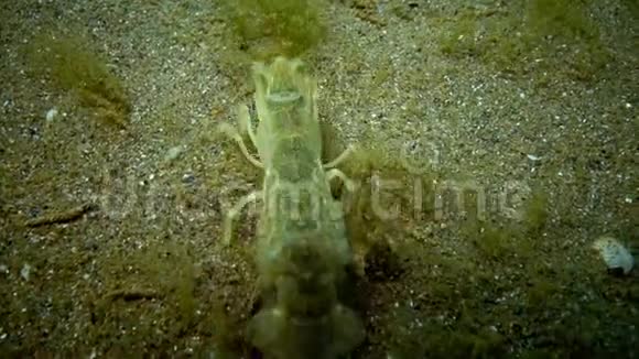 海崖乌波吉比亚pusilla一种卡利亚纳索夫超科甲壳动物视频的预览图