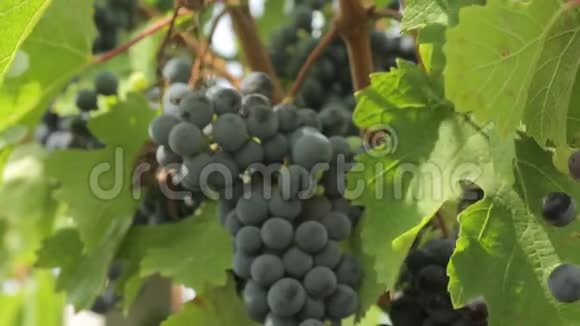 黑葡萄葡萄园视频的预览图