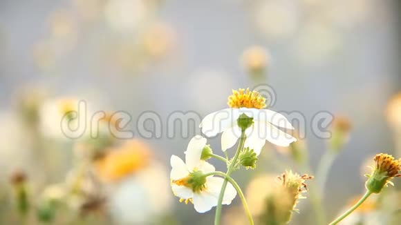 田野里有蜜蜂的草花清迈泰国视频的预览图