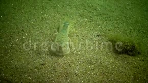 海崖乌波吉比亚pusilla一种卡利亚纳索夫超科甲壳动物视频的预览图