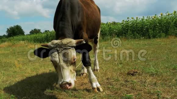美丽的灰白色公牛在草地上吃草视频的预览图