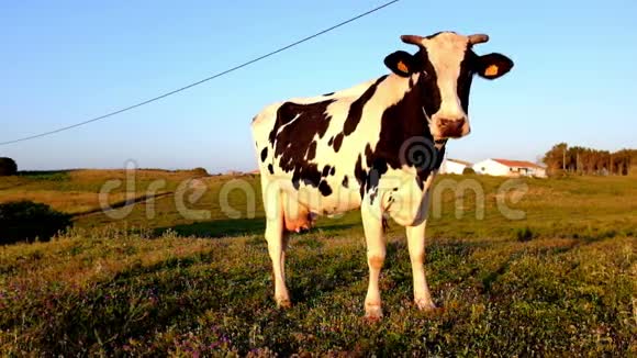葡萄牙乡下的牛视频的预览图