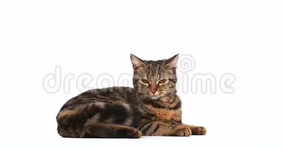 白底棕色斑纹家猫视频的预览图