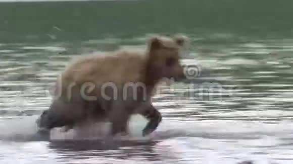 灰熊和鲑鱼视频的预览图