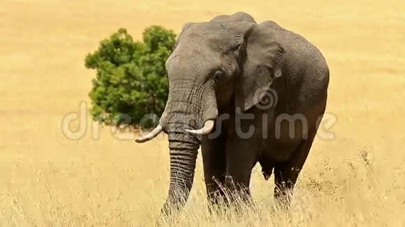 马塞马拉的大象视频的预览图