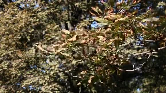 五彩缤纷的叶子秋天的季节视频的预览图