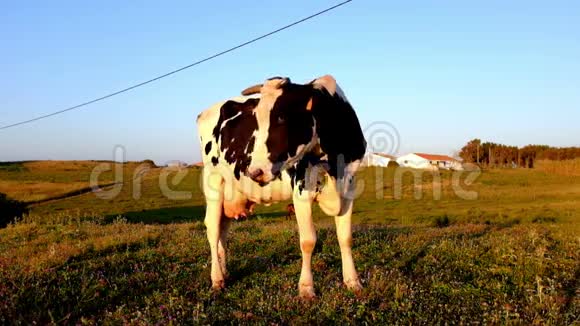 葡萄牙乡下的牛视频的预览图