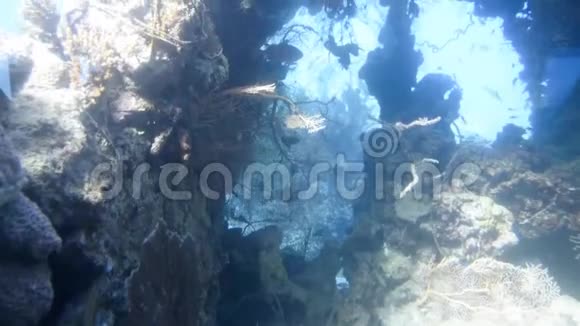 在Eilat珊瑚世界水下天文台视频的预览图