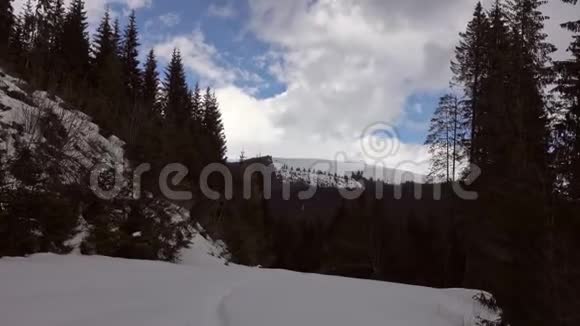 美丽的冬景白雪覆盖的树木视频的预览图