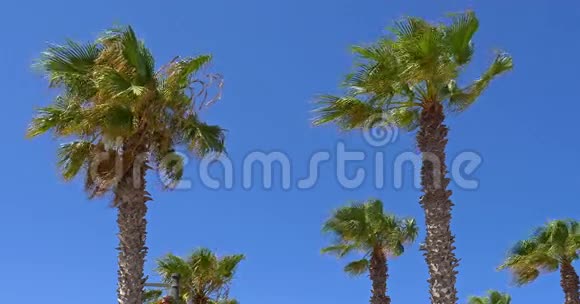 蓝天上绿棕榈树视频的预览图