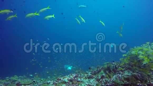 曼塔雷在马尔代夫海洋水下学校鱼的背景下放松视频的预览图