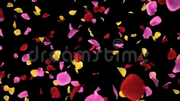 飘扬浪漫充满活力的玫瑰花瓣飘落阿尔法孤立环视频的预览图