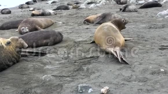 南极福克兰群岛海滩上的海豹群视频的预览图