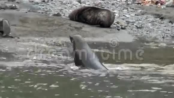 南极福克兰群岛海滩上的新生海豹视频的预览图