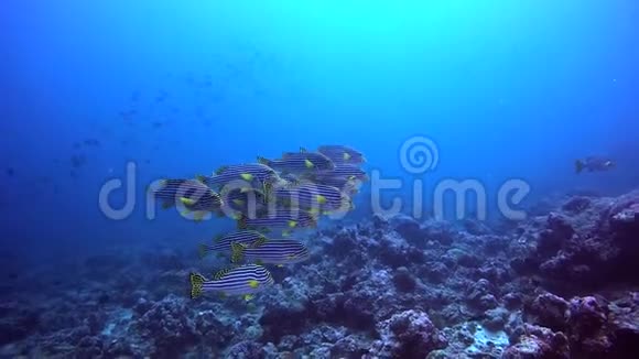 在清澈的海底背景上的条纹黄鱼群视频的预览图