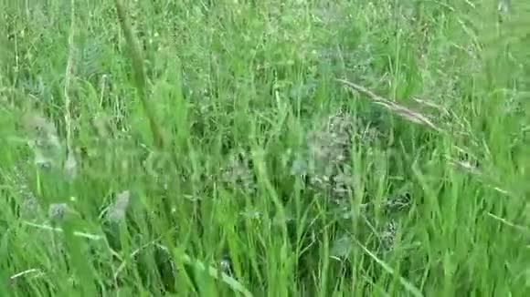 绿草如茵的夏季野外运动摄像机全景视频的预览图