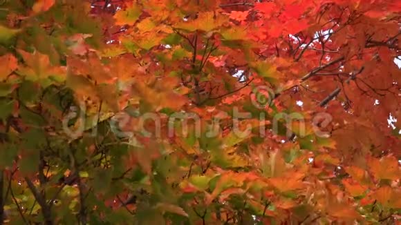 秋天或秋天的彩枫叶视频的预览图