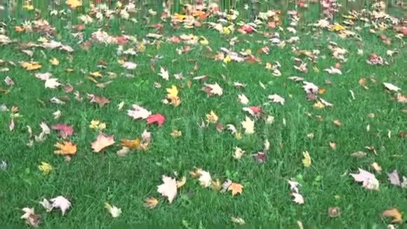 秋天或秋天的彩枫叶视频的预览图