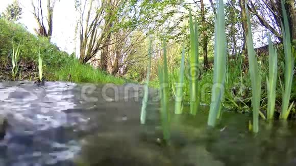 春天的小溪视频的预览图