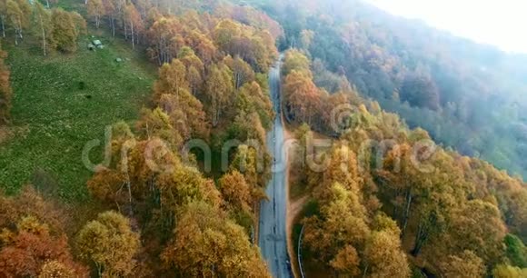 在五彩缤纷的乡村秋林中向前俯视道路秋天的橙色绿色黄色的红色树林视频的预览图