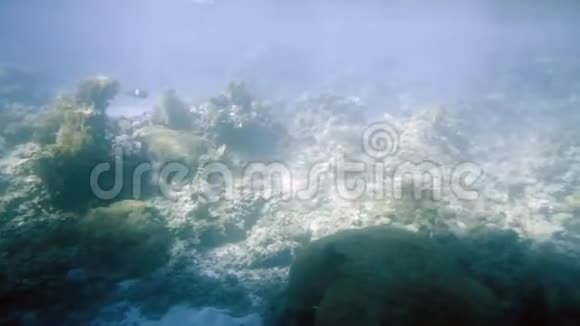 在Eilat珊瑚世界水下天文台视频的预览图