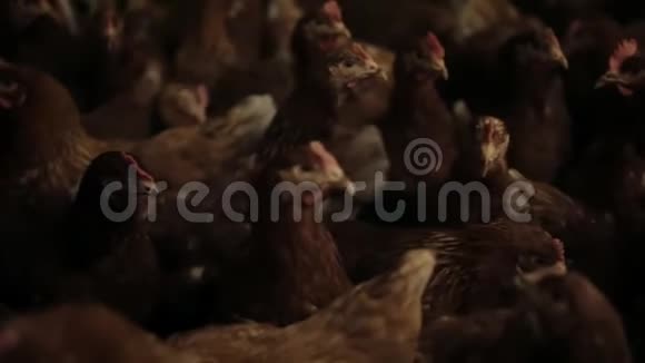 鸡场蛋禽生产视频的预览图