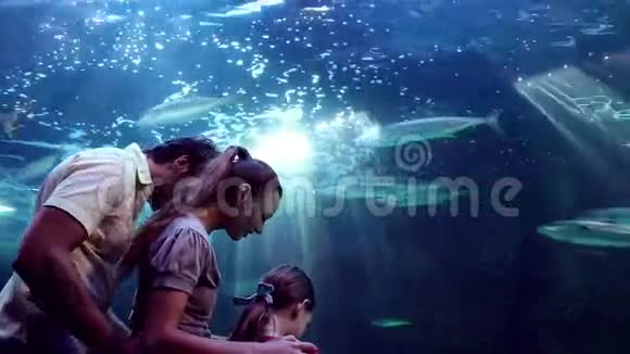 幸福的一家人看着鱼缸里的鱼视频的预览图
