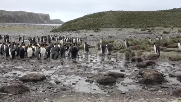 福克兰群岛上的帝企鹅视频的预览图