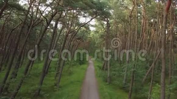 美丽的松林在夏天视频的预览图