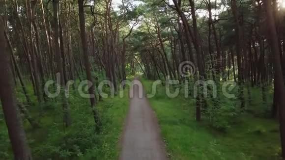 美丽的松林在夏天视频的预览图
