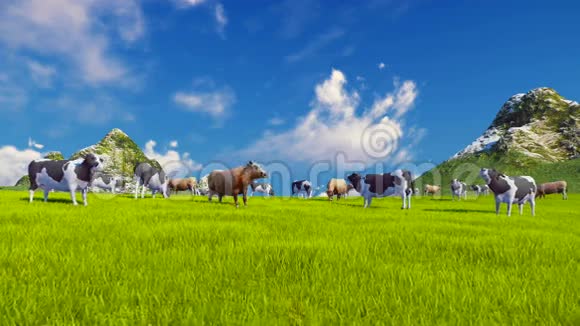 奶牛在高山草地上放牧视频的预览图